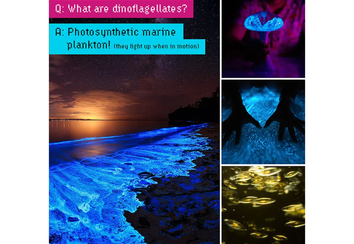 Mañanaland LLC (d/b/a/Urbz) Glowing Plankton Aquarium