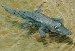 Jupiter Creations Inc RC Robot Crocodile