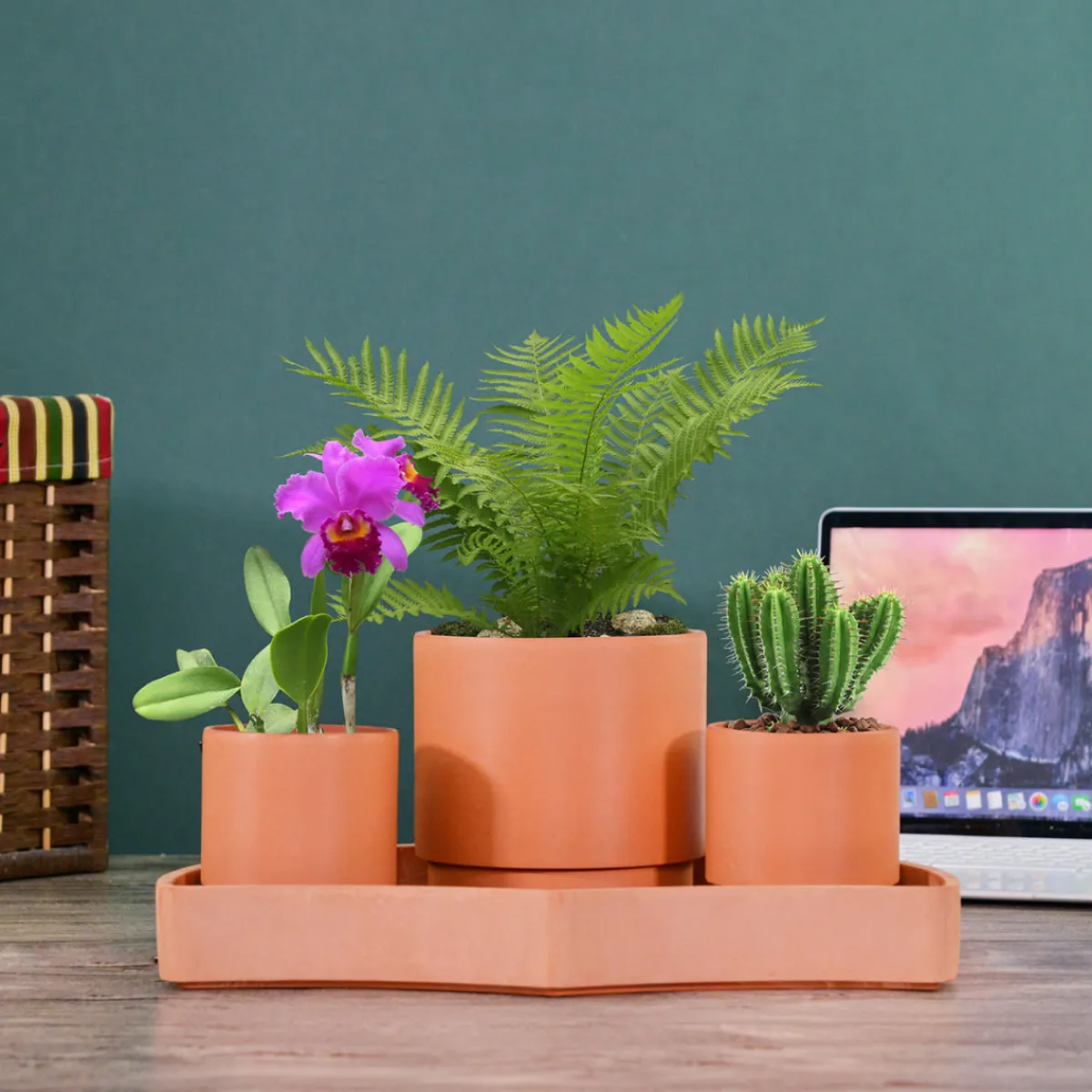 Bloomscape Tabletop Self-Watering Pot System for Indoor Plants (Set of 3)