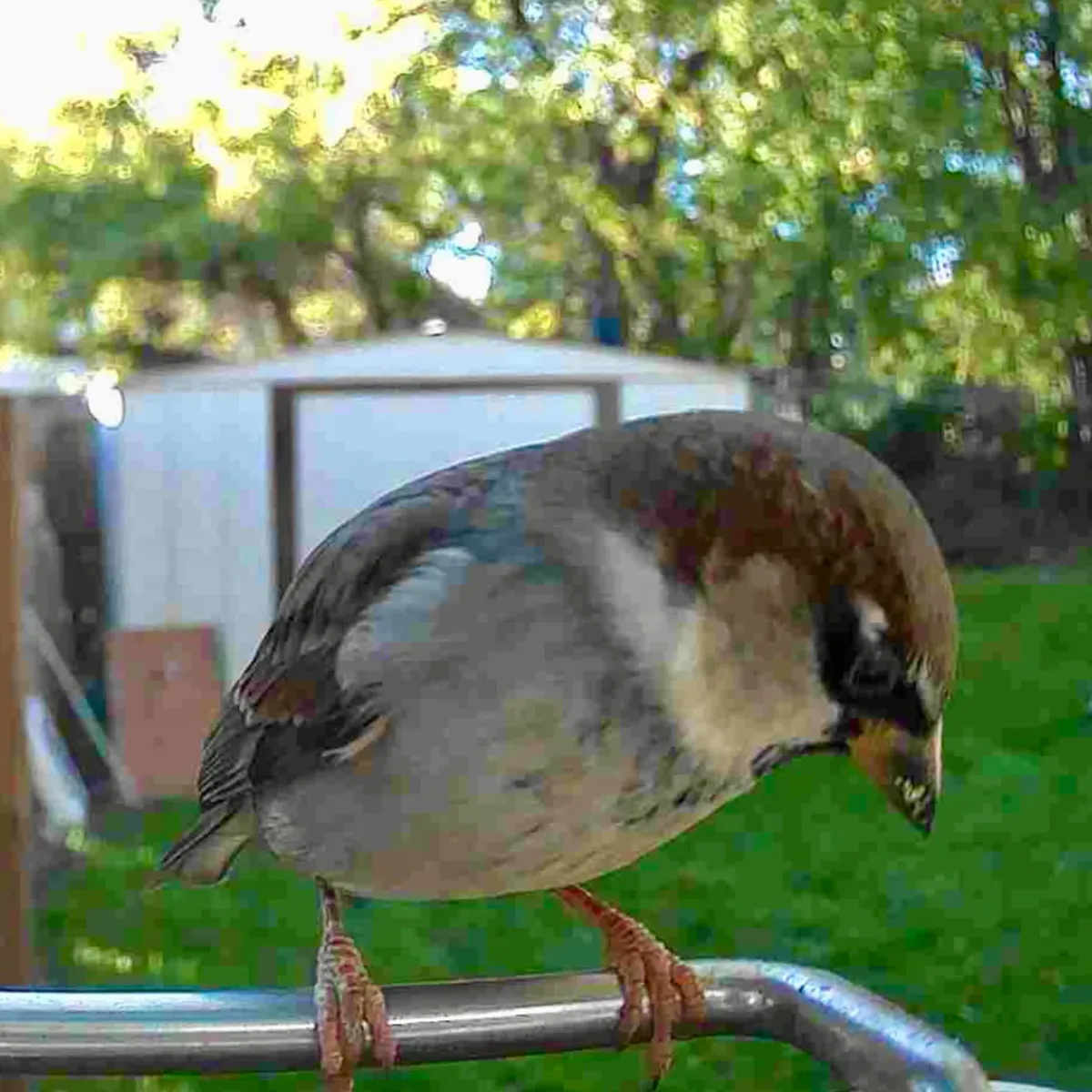 Sharper Image Video Camera Bird Feeder by