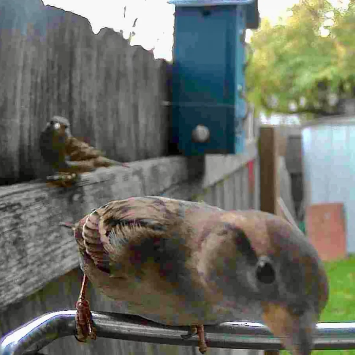 Sharper Image Video Camera Bird Feeder by