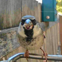 Sharper Image Video Camera Bird Feeder by