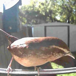 Sharper Image Video Camera Bird Feeder by