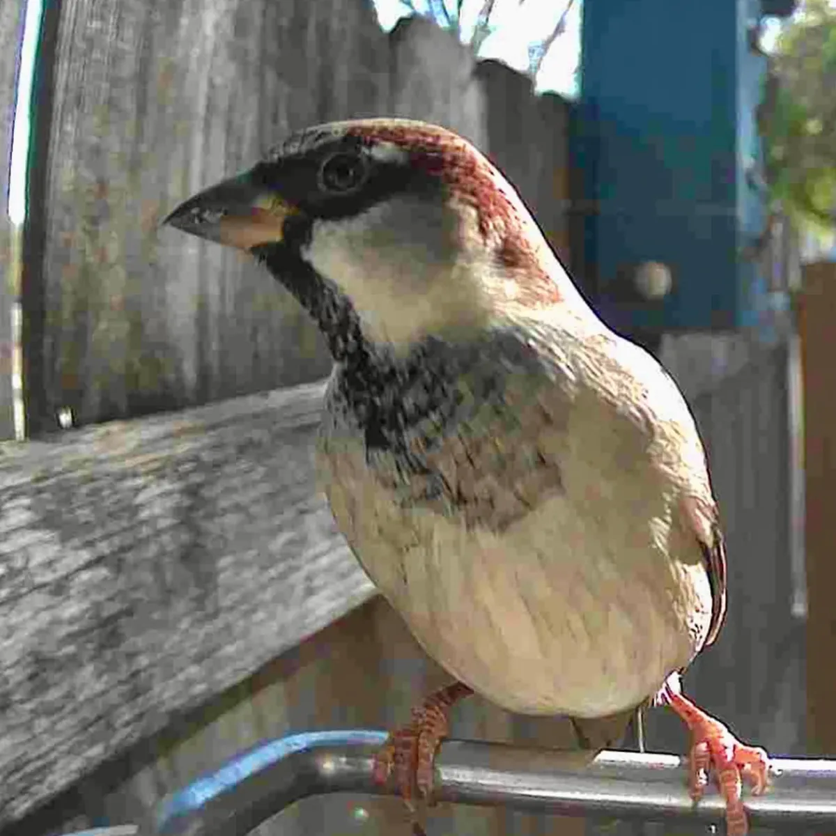 Sharper Image Video Camera Bird Feeder by