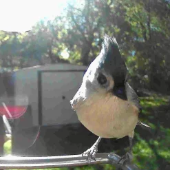 Sharper Image Video Camera Bird Feeder by