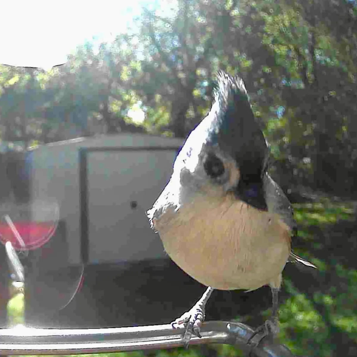 Sharper Image Video Camera Bird Feeder by